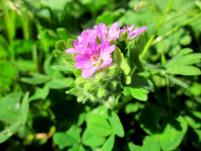 20130416Geranium_molle2