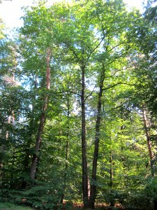 20130716Kastanie_Schwetzinger_Hardt5