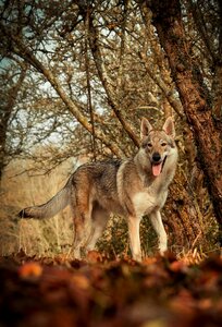 Dog domestic animal forest