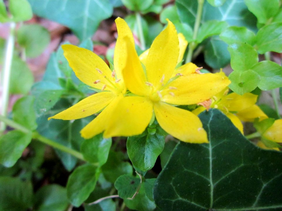 20130716Pfennigkraut_Schwetzinger_Hardt05