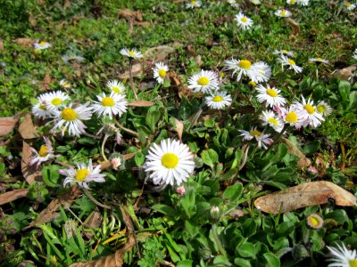 20130413Gaensebluemchen_Hockenheim