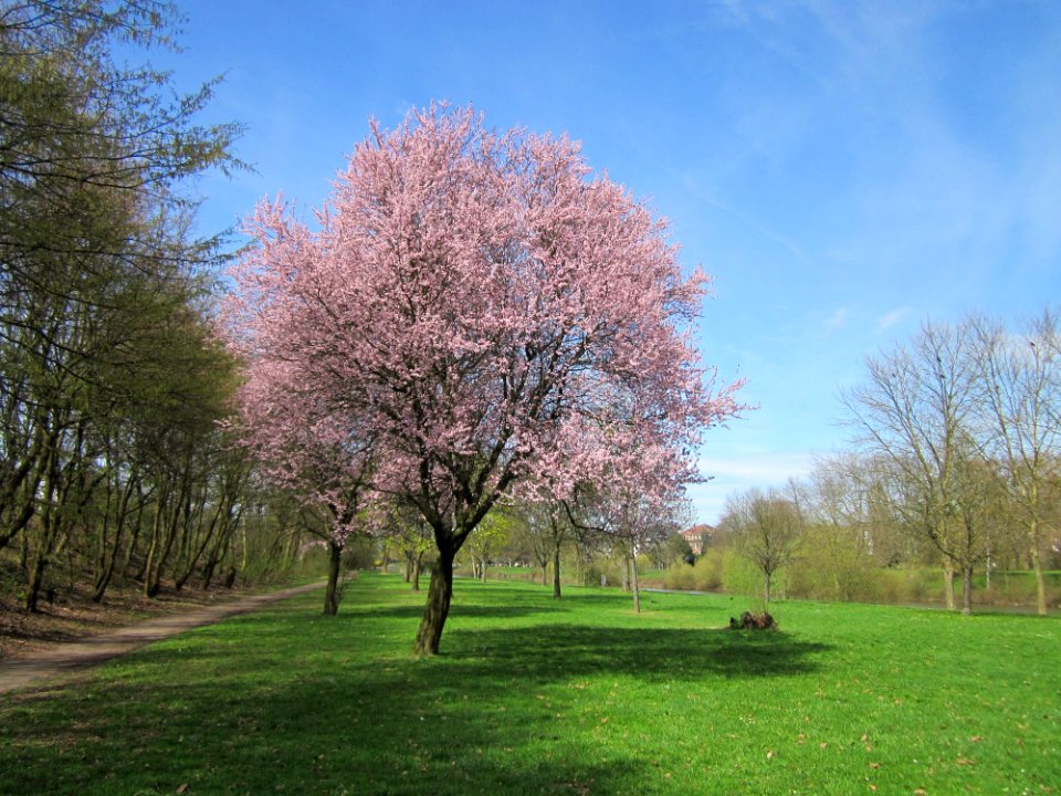 20130416Prunus_cerasifera_Saarbruecken6