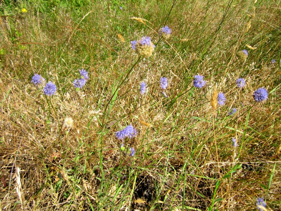 20130716Sandrapunzel_Schwetzinger_Hardt1