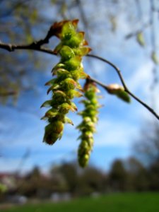 20130414Hainbuche_Hockenheim3