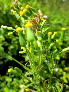 20130714Senecio_sylvaticus2
