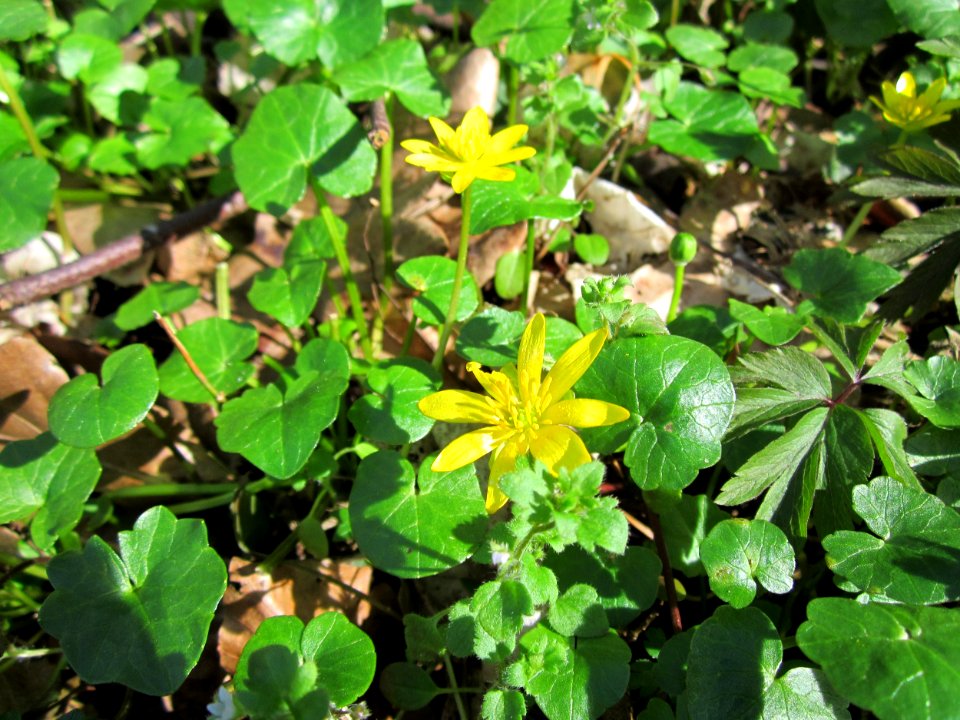 20130414Scharbockskraut_Altlussheim3