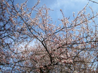20130416Prunus_cerasifera_Saarbruecken4