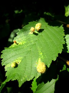 20130714Ulme_Schwetzinger_Hardt3