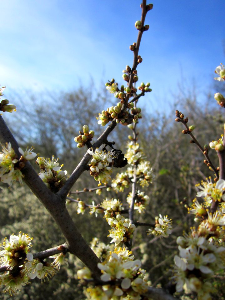 20130414Schlehdorn_Reilingen2