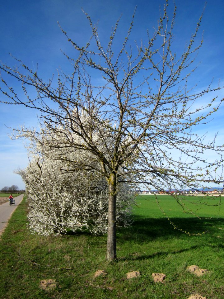 20130414Kirsche_Reilingen