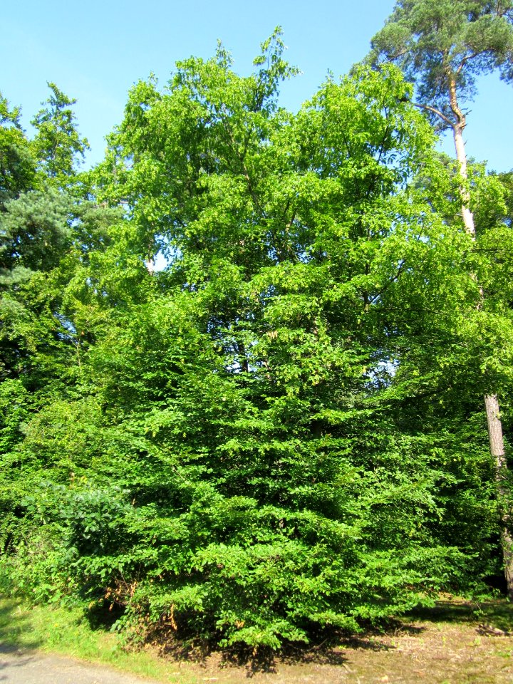 20130716Hainbuche_Schwetzinger_Hardt1
