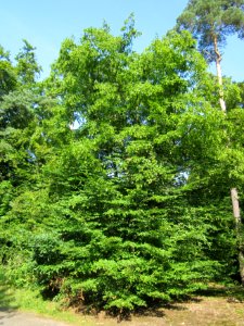 20130716Hainbuche_Schwetzinger_Hardt1