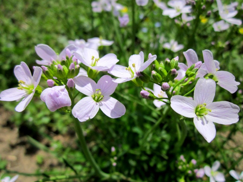 20130417Cardamine_pratensis3