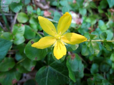 20130716Pfennigkraut_Schwetzinger_Hardt12