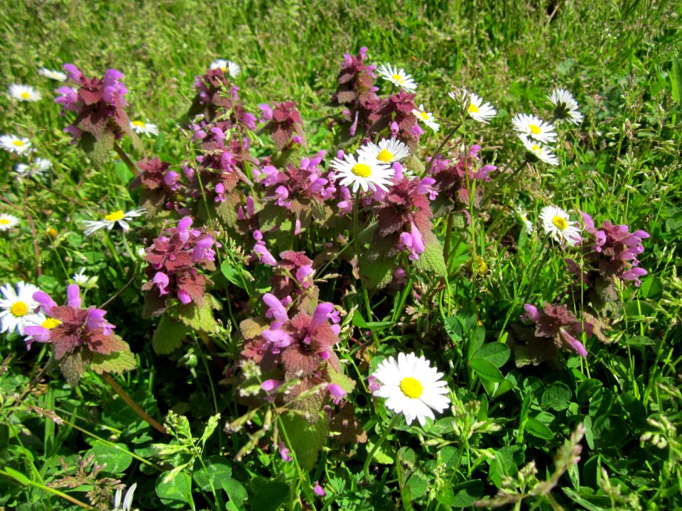 20130417Lamium_purpureum2