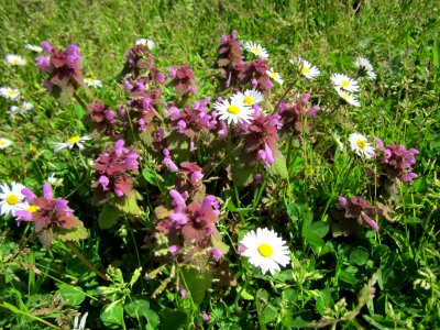 20130417Lamium_purpureum2