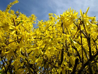 20130414Forsythie_Hockenheim2