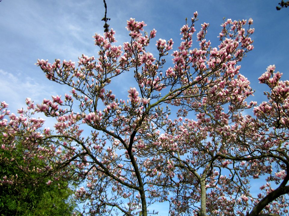 20130417Magnolia_×_soulangeana1