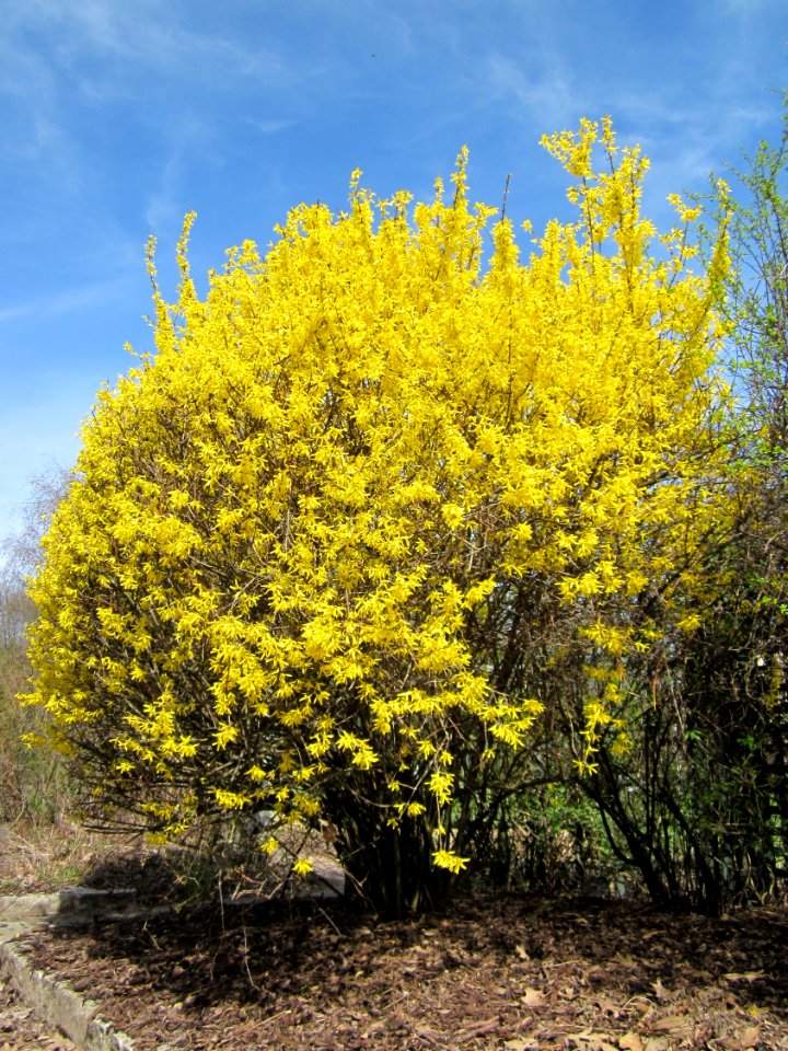 20130414Forsythie_Hockenheim3