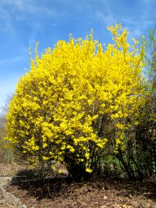 20130414Forsythie_Hockenheim3