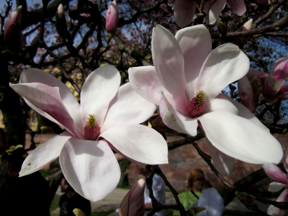 20130417Magnolia_×_soulangeana4