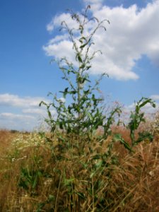 20130712Lactuca_serriola3