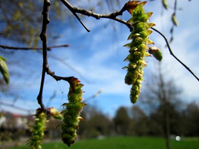 20130414Hainbuche_Hockenheim2