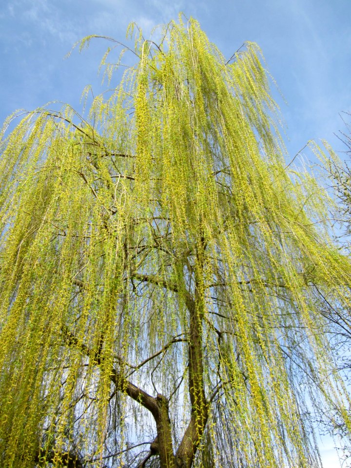 20130416Salix_×_sepulcralis1