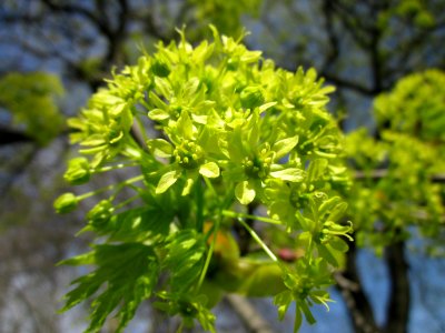 20130417Acer_platanoides6