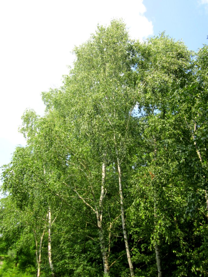 20130713Birke_Schwetzinger_Hardt5