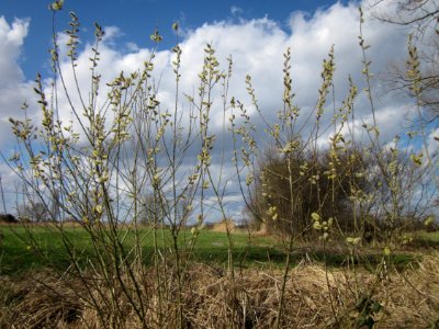 20130413Salweide_Hockenheim3
