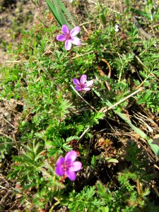 20130414Reiherschnabel_Altlussheim3