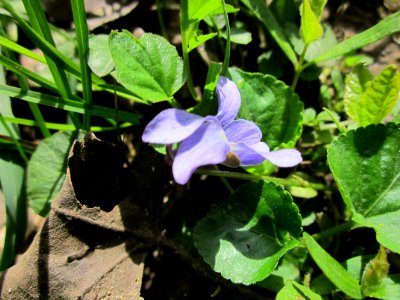 20130416Viola_odorata2
