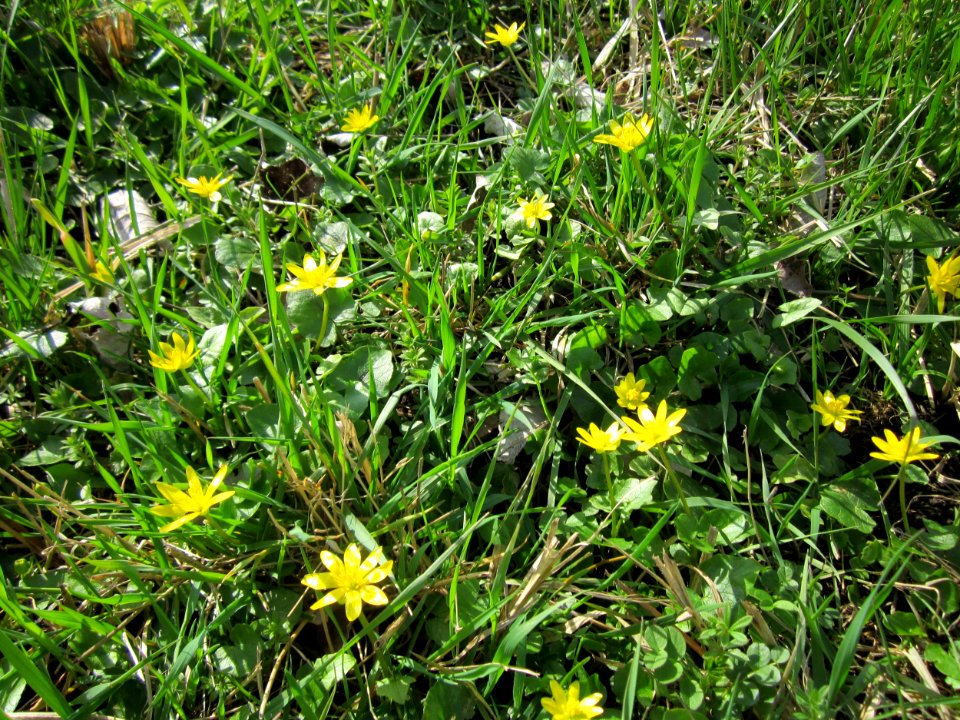 20130413Scharbockskraut_Hockenheim2
