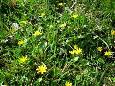 20130413Scharbockskraut_Hockenheim2