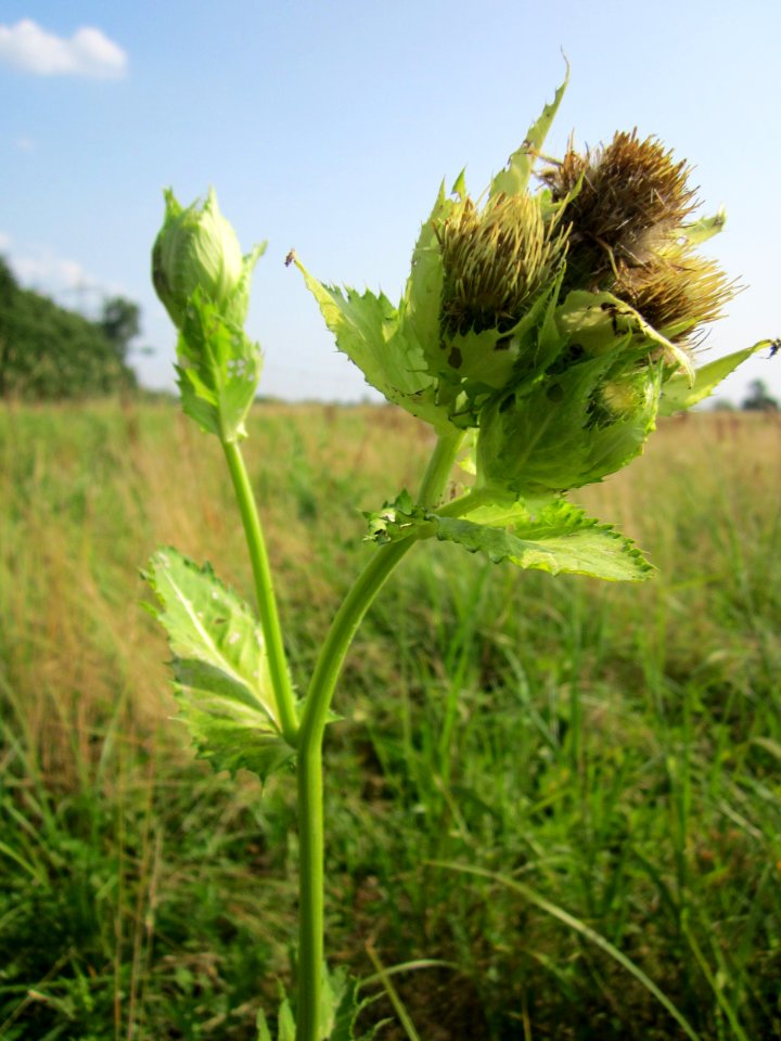 20130713Cirsium_oleraceum6
