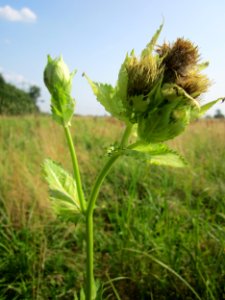 20130713Cirsium_oleraceum6