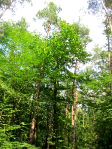 20130713Edelkastanie_Schwetzinger_Hardt12
