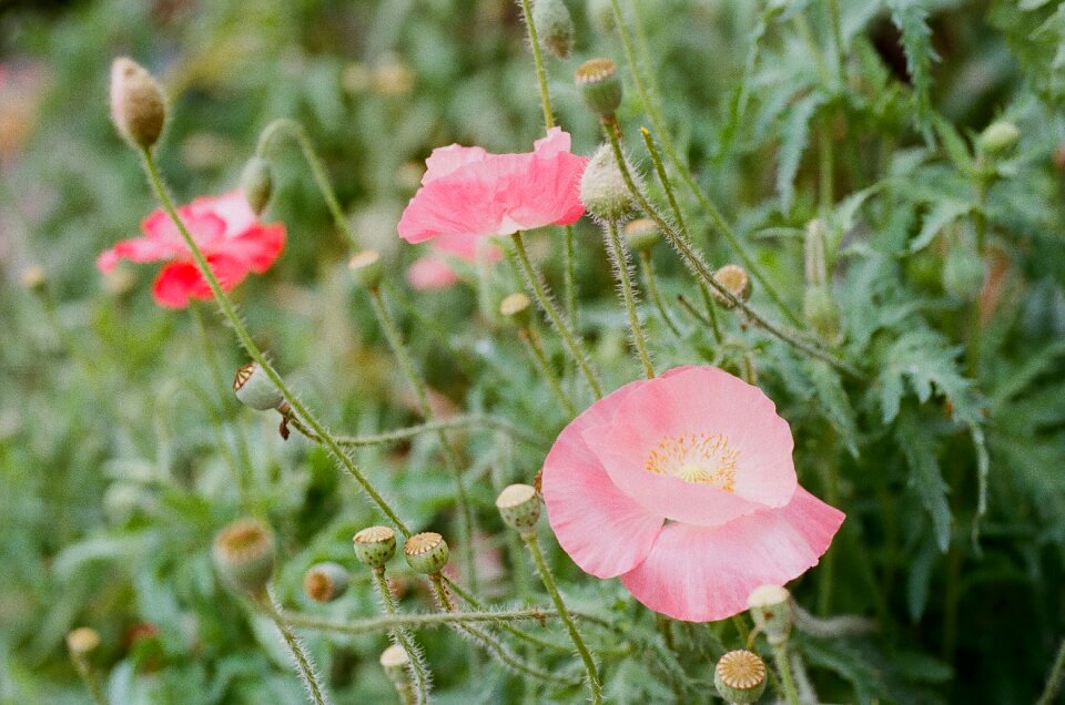 Pink meadow plant
