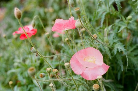 Pink meadow plant photo