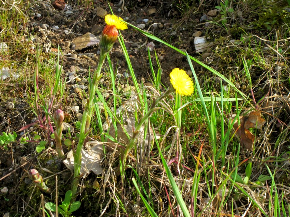20130413Huflattich_Hockenheim