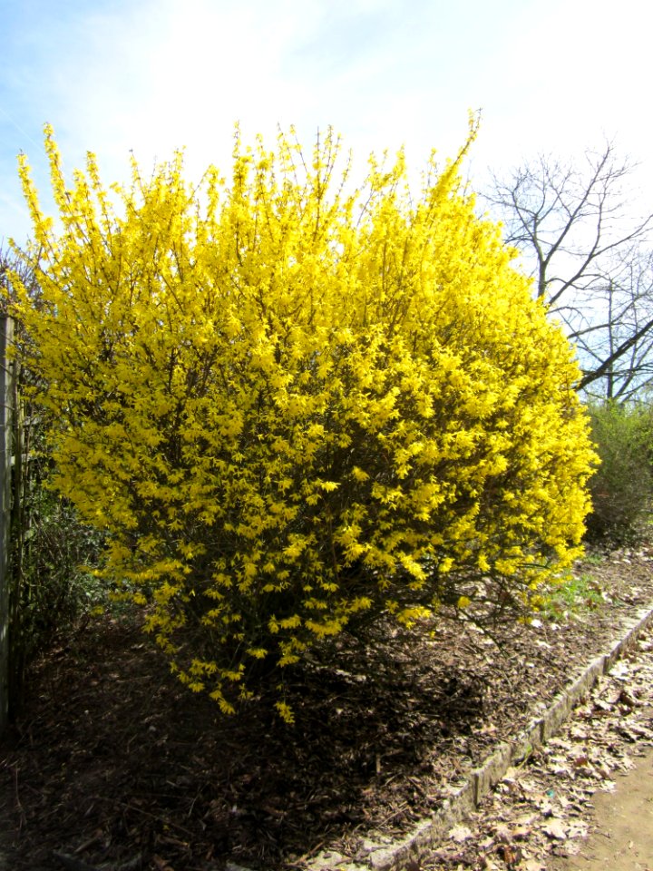 20130414Forsythie_Hockenheim1