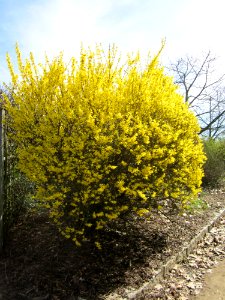 20130414Forsythie_Hockenheim1