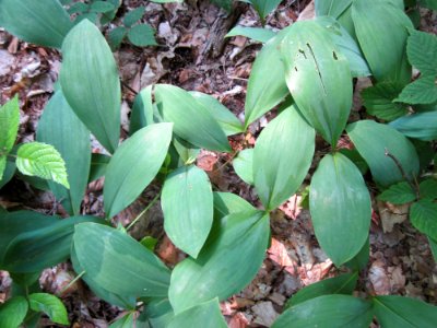 20130713Convallaria_majalis4