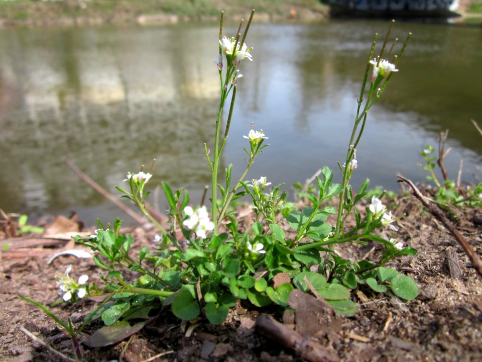 20130416Cardamine_hirsuta2