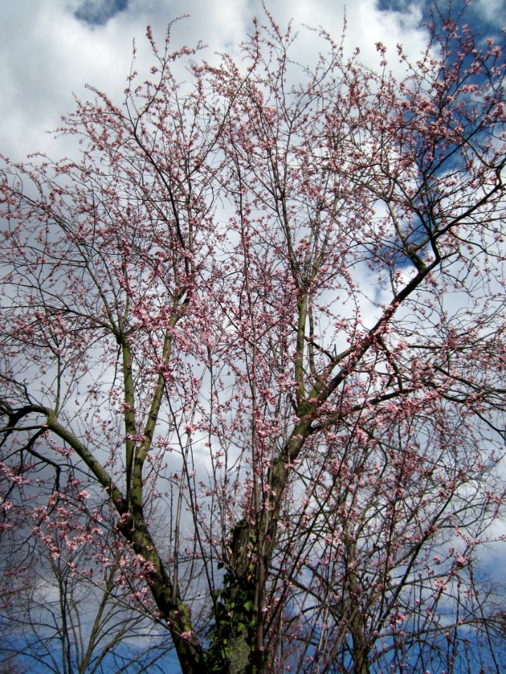 20130413Kirschbaum_Gartenschaupark_Hockenheim