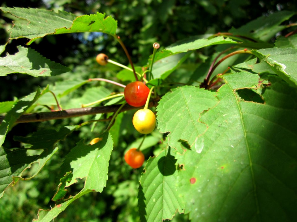 20130712Prunus_sect._Cerasus2