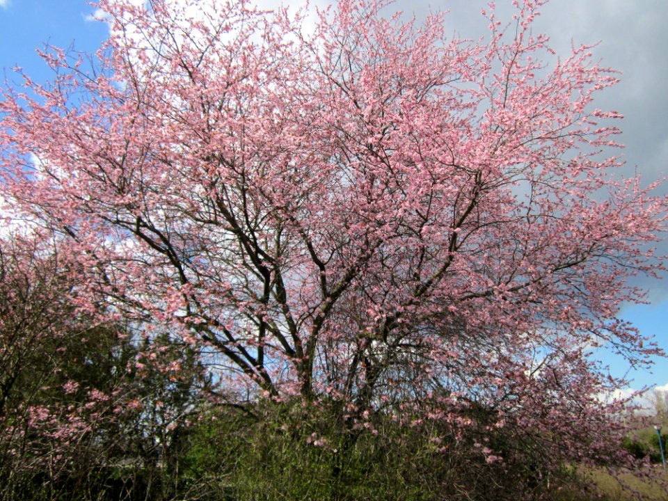 20130413Prunus_cerasifera_Hockenheim2