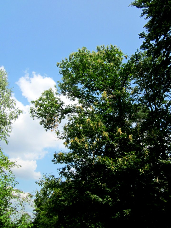 20130713Edelkastanie_Schwetzinger_Hardt01