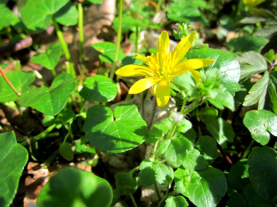 20130414Scharbockskraut_Altlussheim4